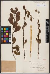 Foto von Salix aurita L.